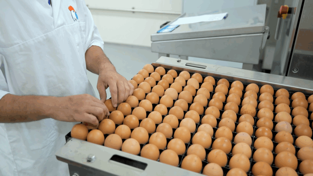 process_cheggy_zoom_4